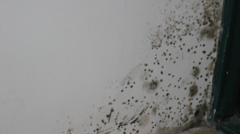 旧房墙面发霉别乱擦！广州成都重庆业主亲测：这5招花小钱根治返潮